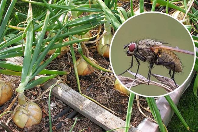 Народные способы борьбы с луковой мухой